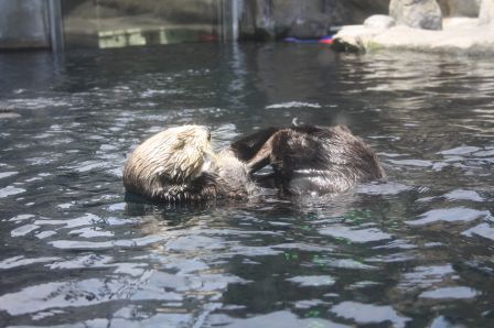 Sea otter